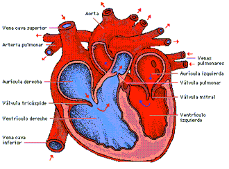 Anatomía del corazón